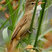 Australian Reed-Warbler